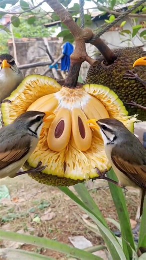 Bird walking on the food#shorts