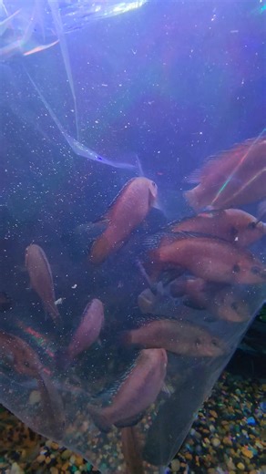 Just received some Large Red Jewel Cichlids @ Fishy Bizniz Farm! 762-1223 | FISHY Bizniz FARM