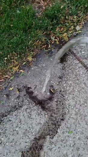 This Is How I Get Rid Of Colony Of Ants In My Driveway