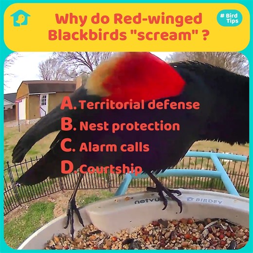 Why do Red-winged Blackbirds "scream"? 1. Territorial defense: During the breeding season, male red-winged blackbirds are highly aggressive in defending their nesting territories. 2. Nest protection: When a predator, such as a hawk, cat, or snake, approaches the nest where the female is incubating eggs or caring for young chicks, the male will fly in and make loud, screeching calls to draw attention to the threat and scare it away. 3. Alarm calls: The loud "scream" calls can also function as ala