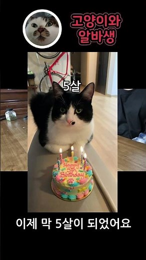 Cat and Part-timer Q&A Part 2 #cat