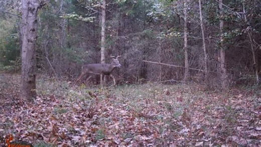 The Rut is heating up here in SC, bucks have been chasing all week it’s time to be in the woods!! #hunting #deerhunting #bucks #trailcam #wildlife #nature #outdoors #sweetnovember #woodsman #deer | Thj Outdoors