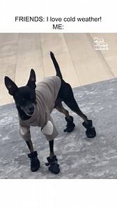 These boots weren't made for walking 🤣🥾 #Fridayfails #Dogs #Puppy #Funny | Try Not to Laugh