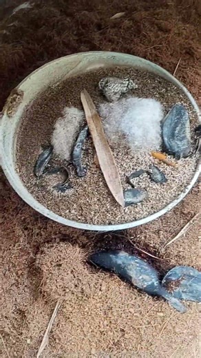 Ba Sam nuôi con gì ghê quá #shorts