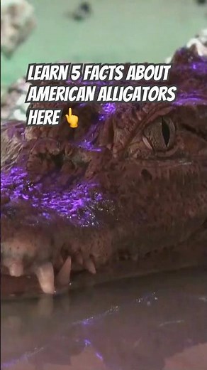 5 Unreal Facts about American Alligators 🐊