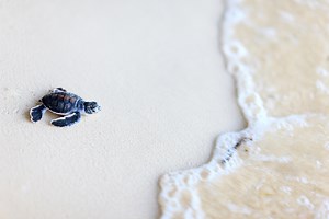 Sea Turtle Protection