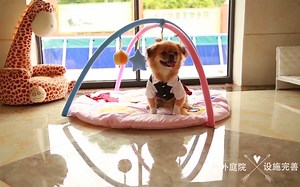 《宠物寄养中心宣传片》