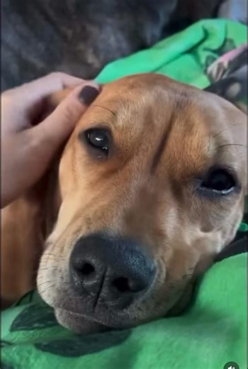 Honestly? We’re just as confused as you are. We shared this incredible young pup earlier this week and… not a single application. So we’re trying again, because Mildred deserves to be seen. What you see (and read) really is what you get with our dogs. They’re in foster homes (majority), not kennels, which means we know how they show up in real life—on couches, on walks, during workdays, and at bedtime. And Mildred? She’s pretty dang special. ✨ Mildred highlights • Crates like a champ at bedtime 