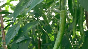 Green chilli in the garden, organic green chilli growing on chilli tree.4k video