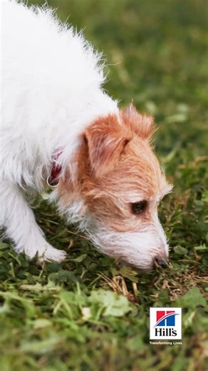 1.8K views · 66 reactions | Finding the perfect spot… because healthy poops matter  Your dog’s stool can tell you a lot about their health. Here’s what you want to see: ✔️ Firm, log-like shape ✔️ Easy to pass ✔️ Brown in color ✔️ Free of foreign objects If it checks all the boxes, you’re on the right track  #DogHealth #PoopCheck #HealthyPets #PetTips #DogParents | Hill’s Pet Nutrition | Facebook