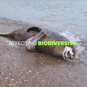 Plastic pollution is preventable. Yet, an estimated 1.59 million tonnes of plastic waste is mismanaged each year in Sri Lanka. The effects are far-reaching, affecting biodiversity, accelerating climate change and posing serious health implications. On #WorldEnvironmentDay2023, let's start making a positive change and #BeatPlasticPollution 🌏 | UNICEF Sri Lanka