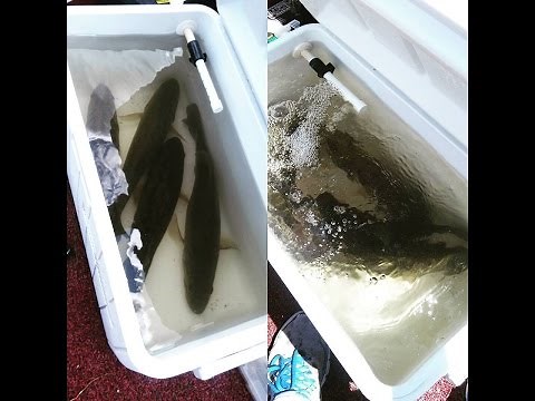 How to Make a Homemade Livewell