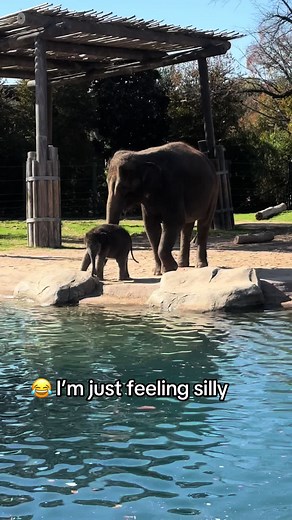 New baby elephant at the Fort Worth Zoo. It’s Sooo cute! 🥰 #zoo #elephant #fortworthzoo #animals #funnyanimals #fun #funny #elephants #animalsofttiktok #dallas #dallastx #dfw #fortworth #fyp #live #love #laugh