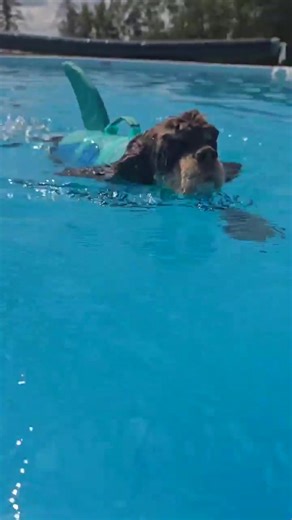 1.1K views | Wet Noses on Reels | Facebook