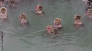 Japanese Macaque Onsen Monkeys in Hot Springs