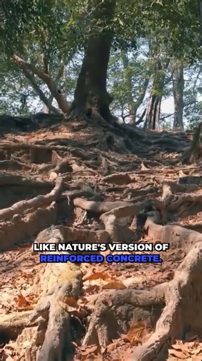 General Sherman’s secret support system shallow roots, interlocking networks, and deliberate limb d