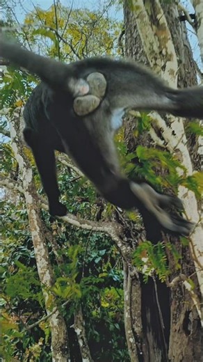 amazing monkey in jongole Langkawi island