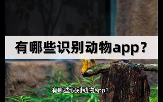有哪些识别动物app？用这几款工具来搞定