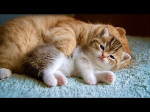 [AI Healing] Mom Cat Comforting a Sleepy Kitten 🐱❤️💤