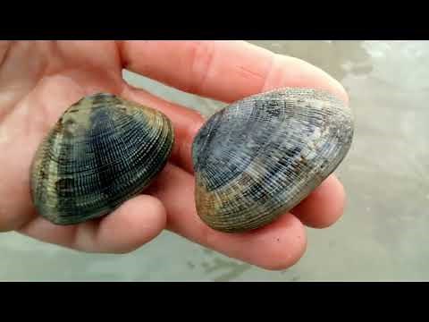 How to Fish for Clams at the Hole