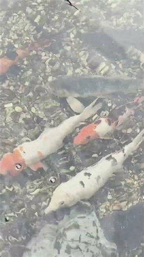 Low Quality Koi’s from Petsmart getting big & beautiful
