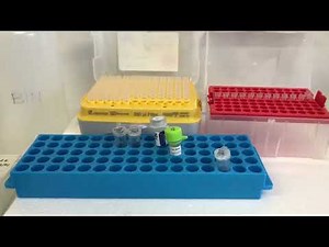 Étape 7 Clonage par PCR : Comment réaliser une PCR sur colonies