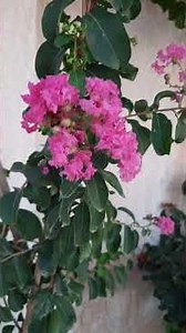 ورد القهوة او (تمر حنا افرنجي) الاسم العلمي/هو Lagerstroemia indica # #plants #الجيلي #garden