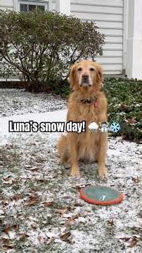 Snow day! 🐾☃️🌨️❄️ #dog #goldenretreiver #snow