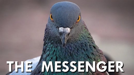 How Do Pigeons Find Their Way Back Home?