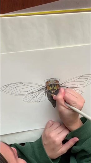 PART 1 cicada drawing #entomology #drawing #cicada