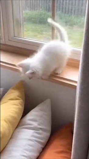 Hilarious Cat & Dog Fails Compilation 🐱🐶 | Try Not to Laugh!