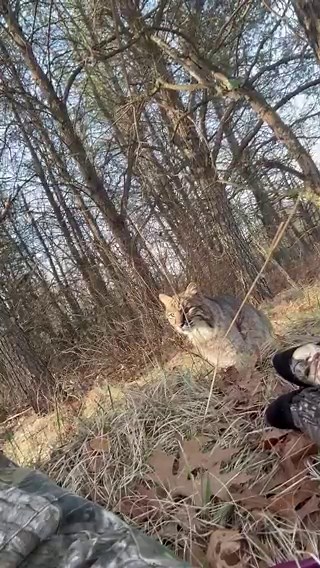 A bobcat mistakes a camouflaged hunter for prey 😳📹Carson Bender
