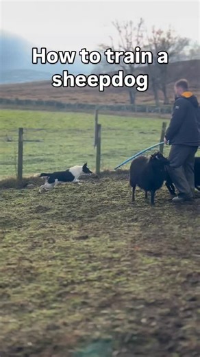 Condor Working Dogs on Instagram: "How can I get a dog to change from being a frantic puppy in an elevated state of prey drive To a calmer dog that’s starting to put bits of the puzzle together This is Tyke a little bitch I have coming through from my Mainstay Mitch x Jess litter in late 2024 First time seeing sheep out of a round pen, because she’s slow maturing with high drive and a lot of movement which is just what we look for in a work dog for the type of hill and sheep we have. #workingdog