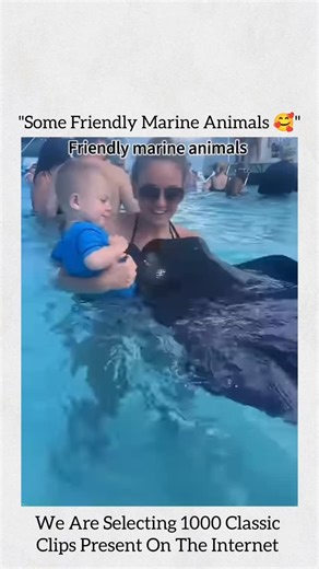 Classic on Instagram: "While this compilation of "Friendly Marine Animals" showcases the endearing side of ocean wildlife, it also serves as a captivating study in interspecies curiosity and the power of tactile connection. Each segment—from a stingray’s gentle nuzzle against a woman’s face to a sea lion’s playful embrace of a swimmer—demonstrates how wild animals can sometimes overcome their natural wariness to engage in social interaction. From a marine biology perspective, these moments revea
