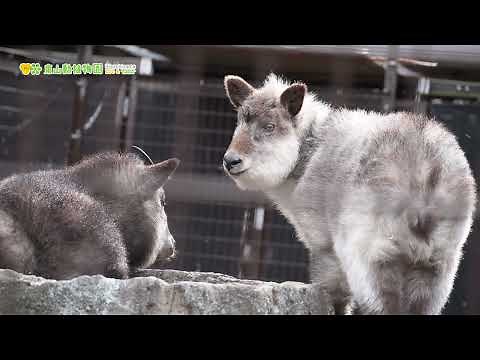 【東山動植物園公式】雪の中のカモシカたち《 ニホンカモシカ カモシカ 》