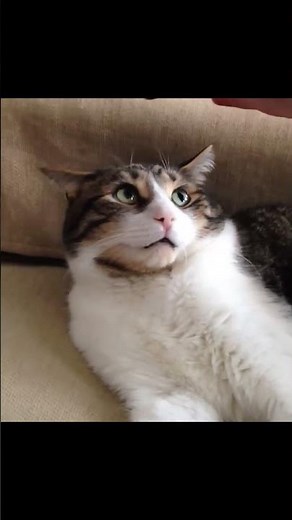 🤣 Laugh with Funny Cats! 🐈 | Best Cat Fails