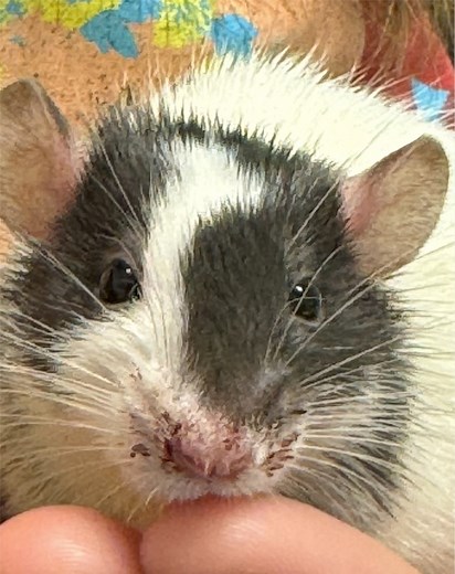 Rats commonly get upper respiratory infections caused by Mycoplasma. This infection is carried by lice and spreads easily from rat to rat. Is your rat sneezing constantly with discharge? Seek medical attention as it will need to be treated. #rat #petrat #pocketpets #exoticvet #uri | Dr. Melissa Magnuson, The Conscious Vet