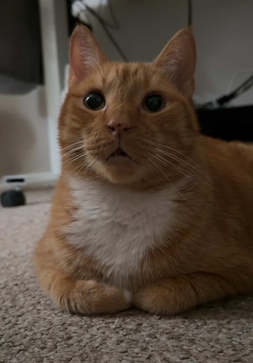 Why Do Cats Tuck Their Paws In? Cat Loaf Explained