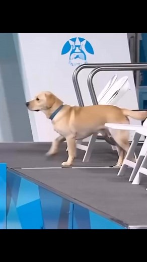 Dog Diving Olympics 2025 🐕‍🦺🐕 . . . . . . . . . . #highlightseveryone #everyoneシ゚ #reelsvideoシ #reelsviralシ #fypシ゚viralシ #viralreelsシ #highlightsシ゚ #reelsfbシ #fbreelsfypシ゚ #fbreels #highlight #highlights #everyonefollowers #viralreelschallenge #fb #reelschallenge #reelitfeelit #reelsfacebook #reelsfb #facebookreels #fypシ #foryoupageシ #foryouシ | Kevs Gaming