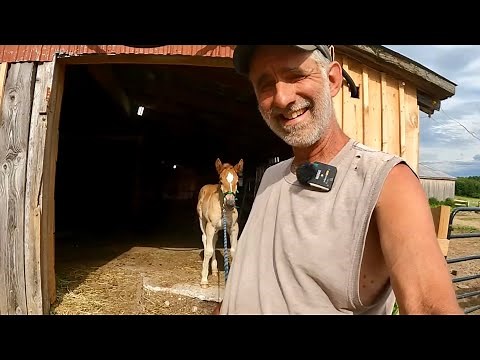 DRAFT HORSES CULTIVATING A FIELD & Bree's Training Session for the Day! #502