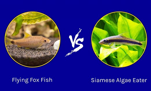Flying Fox Fish vs Siamese Algae Eater: What Are The Differences?