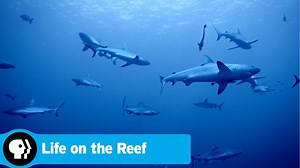 LIFE ON THE REEF | Paddie’s Sharks | PBS
