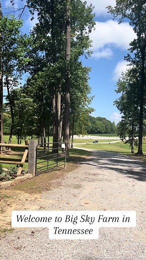Check out the most beautiful farm in Portland, TN with sunflowers in the summer and Christmas trees in the winter - this is Big Sky Farm. @Visit Sumner TN #portland #portlandtn #portlandtnchamber #sumnercounty #tennessee #farm #sunflower #christmas #christmastree #supportlocal