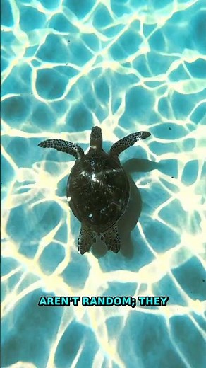 Real-World Geometry Secret | The 1.618 Ratio You Missed