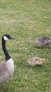 Goose Family Walk