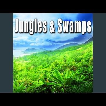 Afternoon Jungle Ambience with Light Insects, Birds Calling & Flies Buzzing By