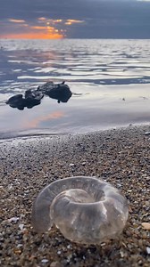Seen these strange clear blobs on the beach and wondered what they are? Hint: they’re not jellyfish! 🌊 They’re actually egg sacs from moon snails (family Naticidae), a species of predatory sand snail 🐌 If you look closely, you’ll spot thousands of tiny eggs suspended in each sac. The female moon snail lays her eggs in jelly-like material, which then absorbs water and swells to 3–5 times her size. As the eggs hatch, the jelly slowly breaks down and the larvae drift out to sea. If you find an eg