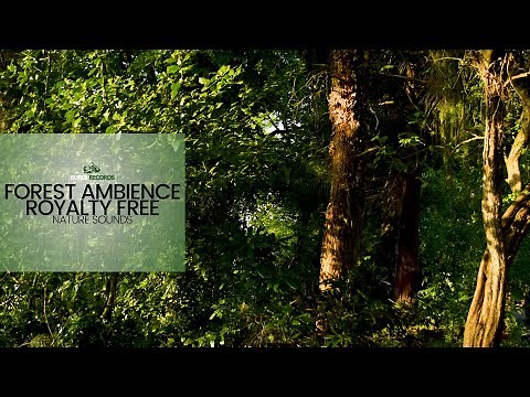Forest Ambience - Nature Sound Effect