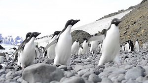 Adelie Penguin Walk On Beach 库存影片视频（100% 免版税）1022493559 | Shutterstock