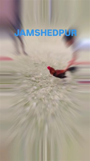 Murga Fight Vlog on Instagram: "Jamshedpur murga❤️❤️ @murga_fight_vlog07 @buluranivolg696 @bulumahato88gmail.com6 @morog_premi_jeet #murga #viral #shorts #trending #birds"